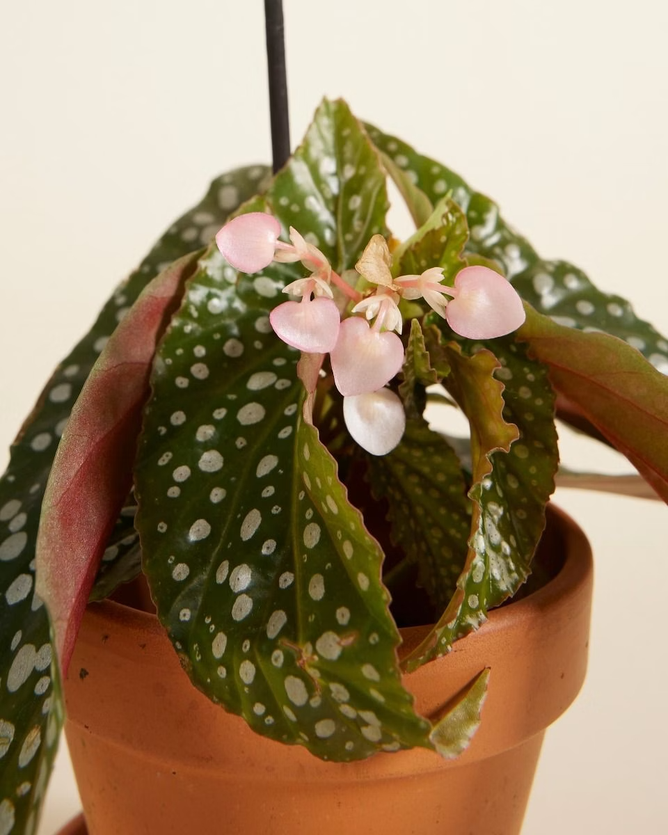 Baby Begonia Maculata (Polka Dot) نبات داخلي بيغونيا