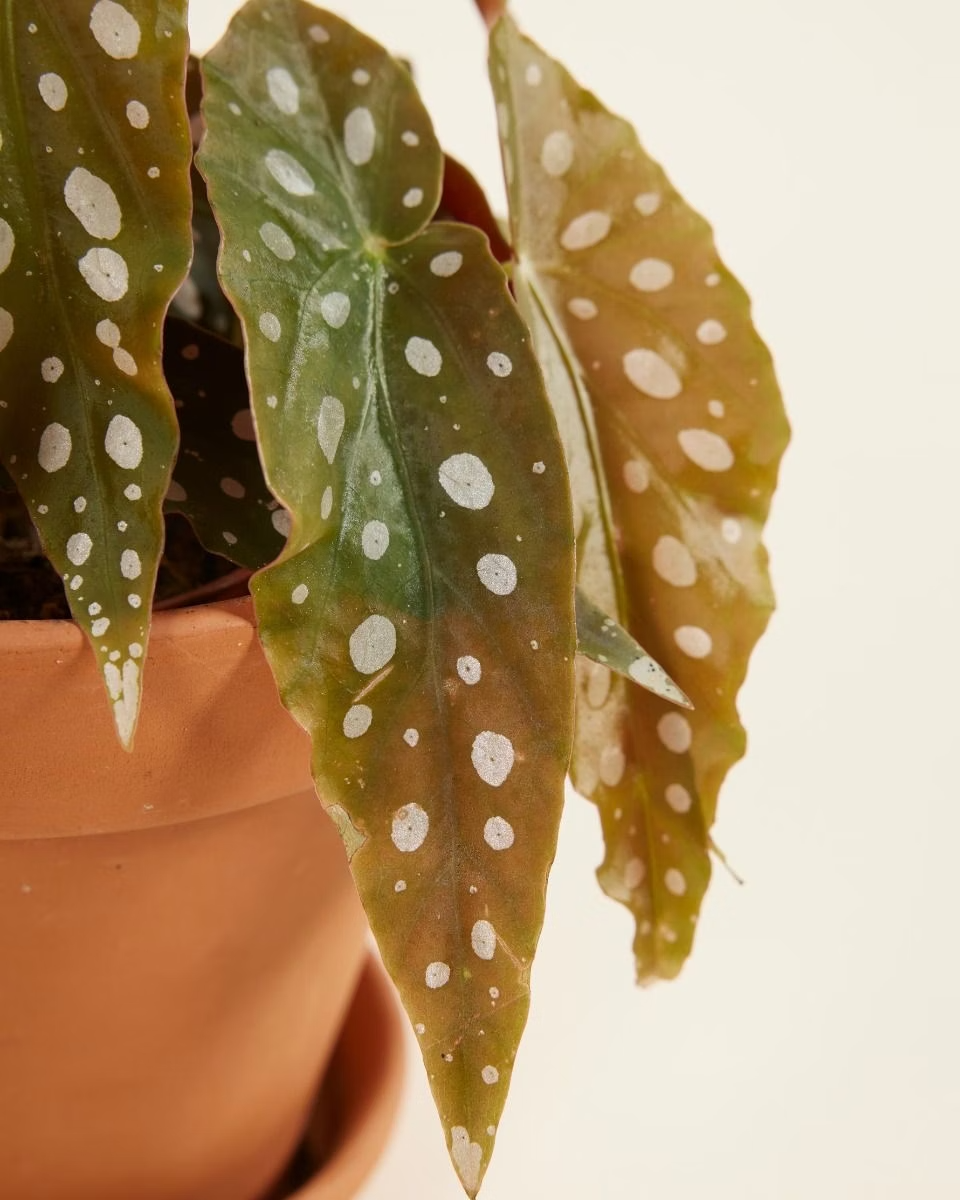 Begonia Maculata نبات داخلي بيغونيا ماكولاتا