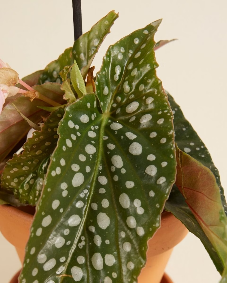 Baby Begonia Maculata (Polka Dot) نبات داخلي بيغونيا