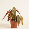 Begonia Maculata