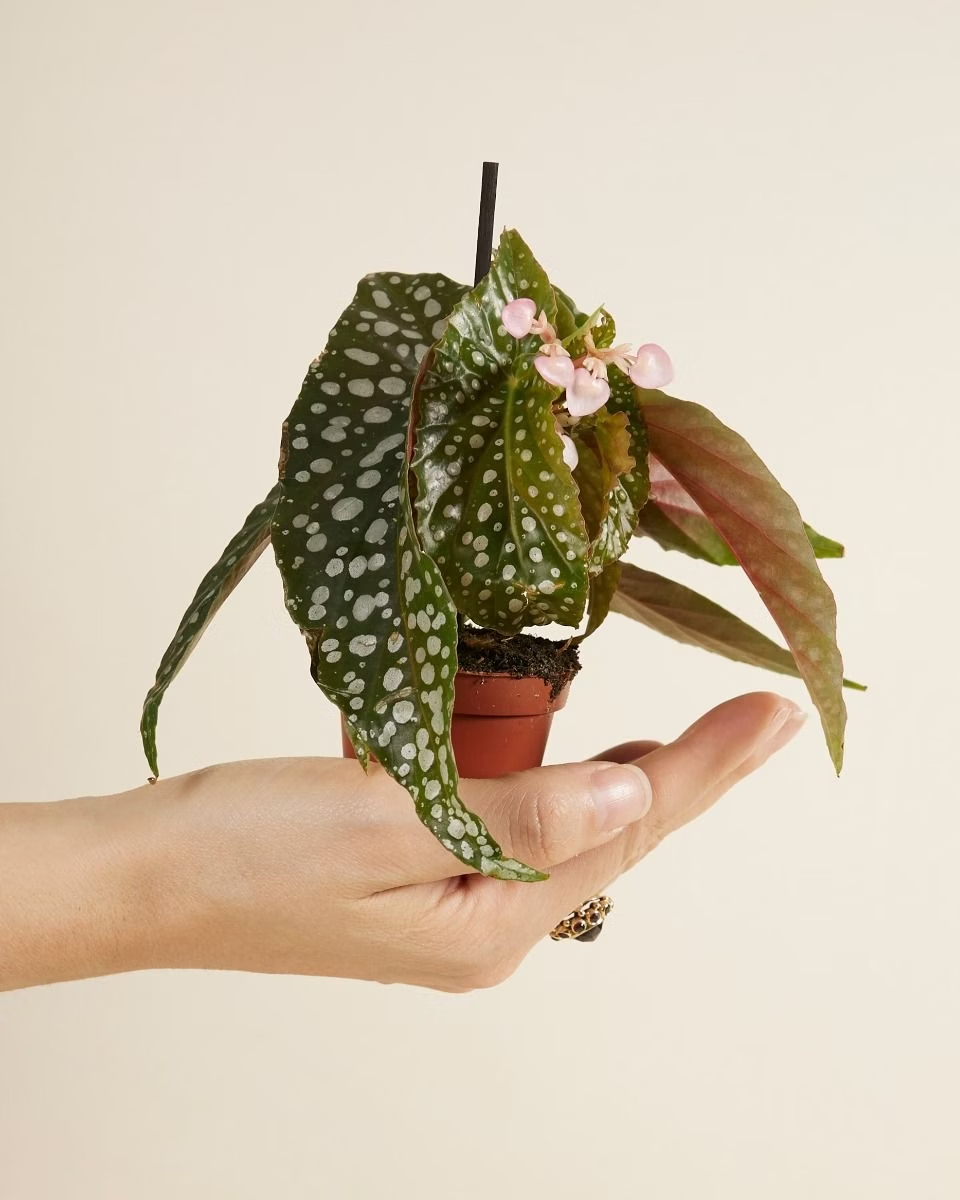 Baby Begonia Maculata (Polka Dot) نبات داخلي بيغونيا
