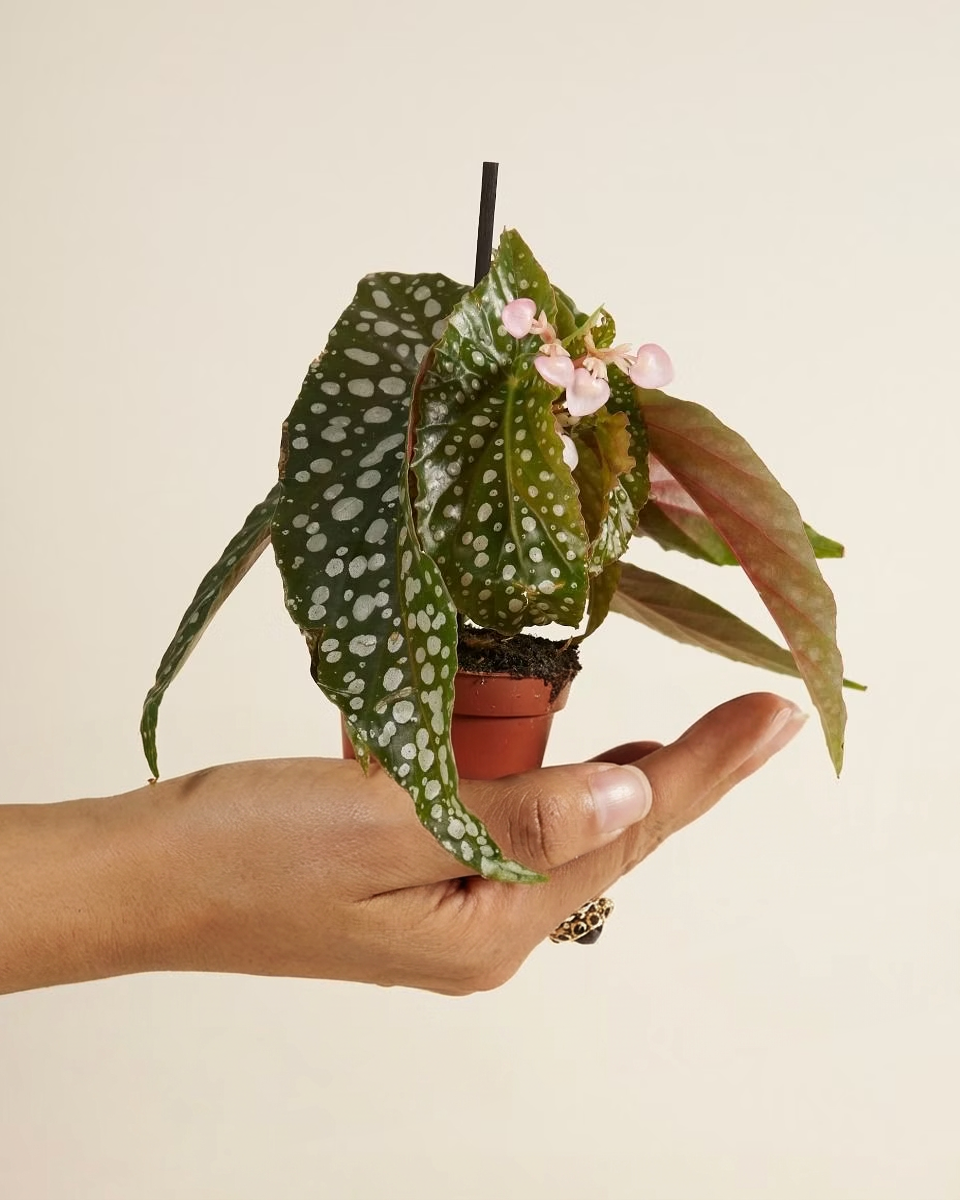 Baby Begonia Maculata (Polka Dot) نبات داخلي بيغونيا