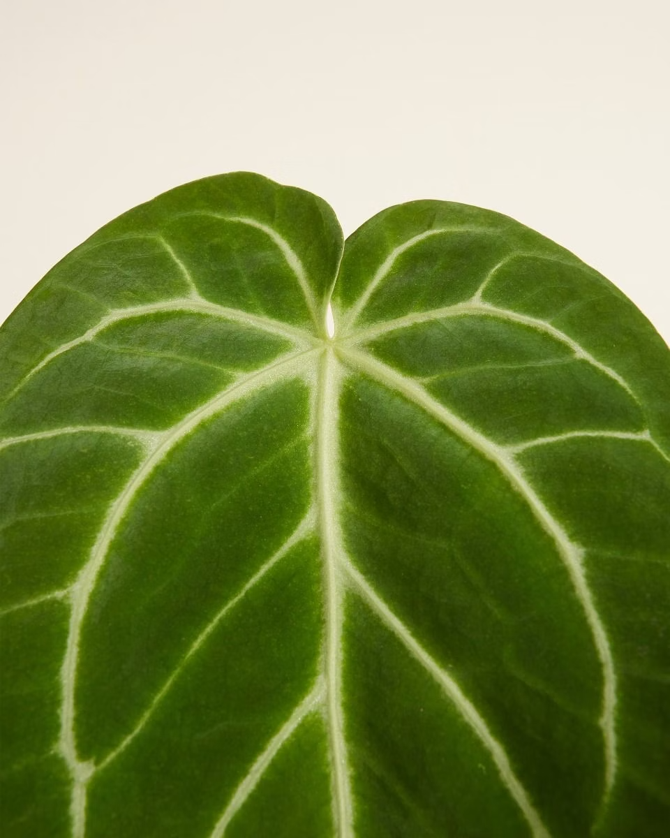 Anthurium Magnificum أنثوريوم ماغنيفيكم نبات داخلي