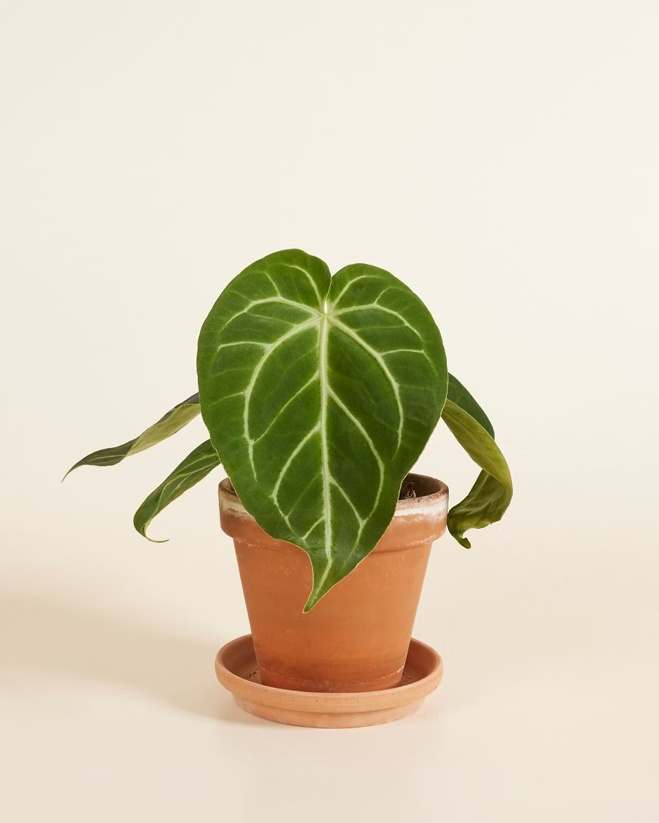 Anthurium Magnificum أنثوريوم ماغنيفيكم نبات داخلي