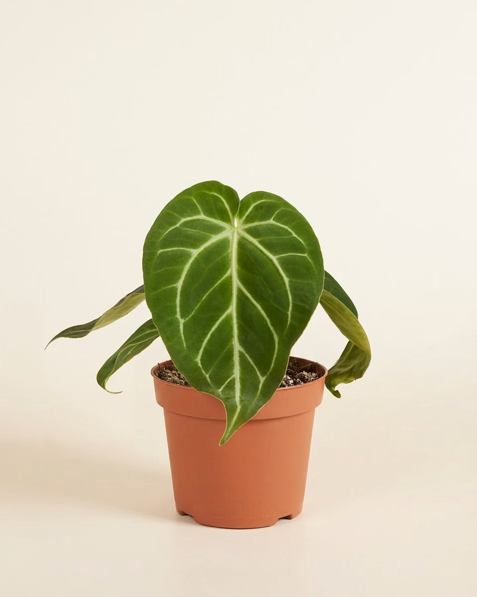 Anthurium Magnificum أنثوريوم ماغنيفيكم