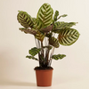 Calathea Makoyana - Peacock