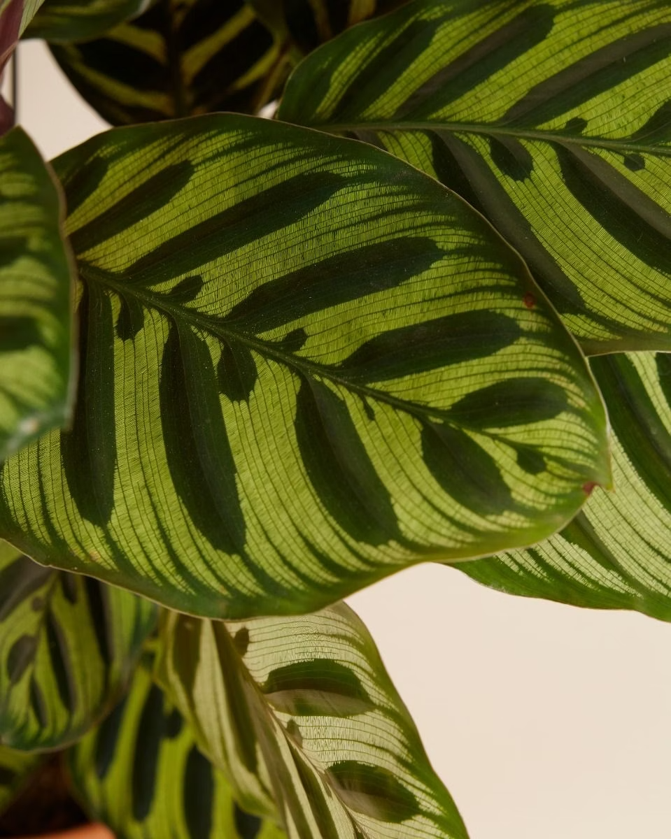 Calathea Makoyana - Peacock