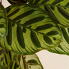 Calathea Makoyana - Peacock