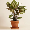 Calathea Makoyana - Peacock