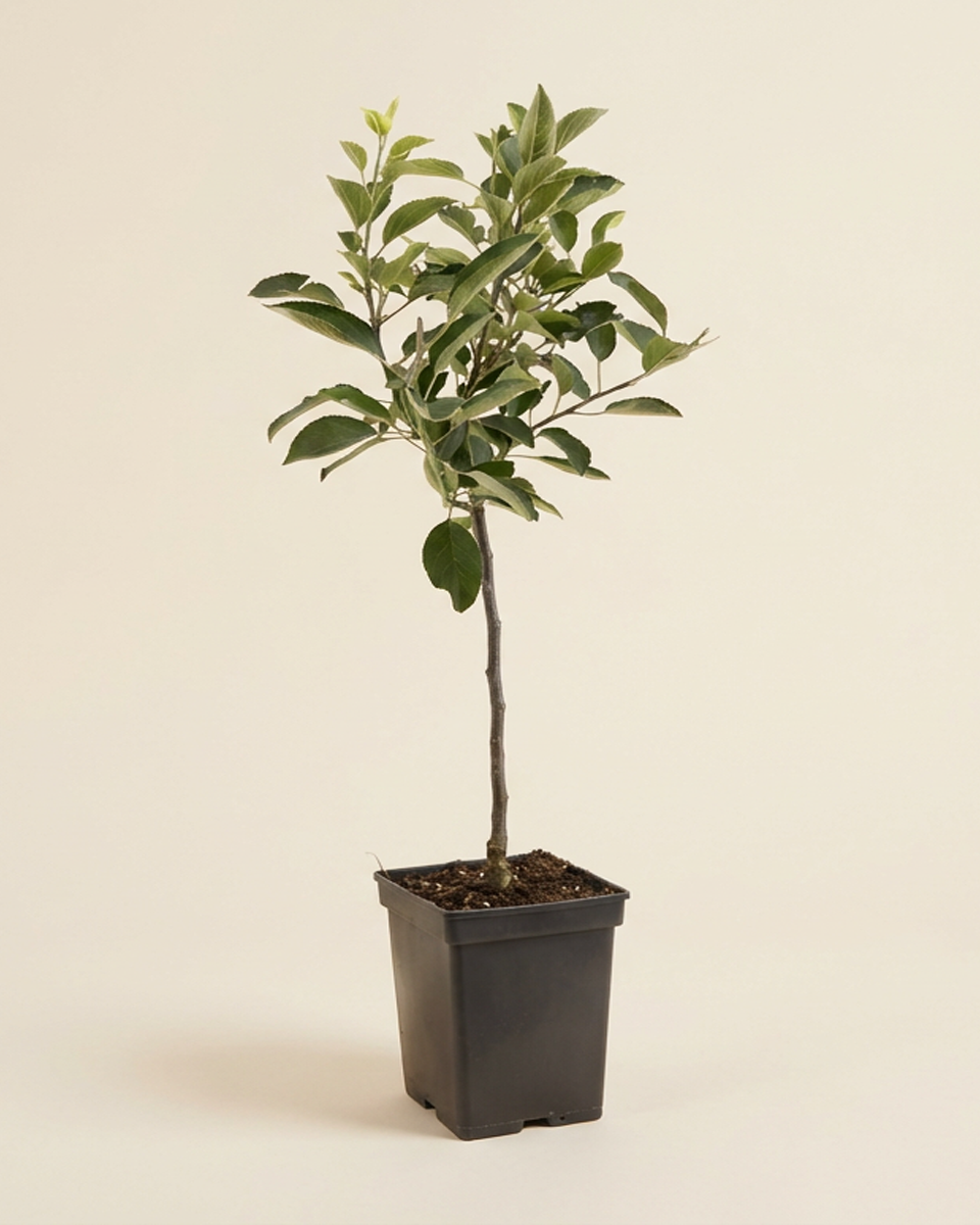 Apple Fruit Tree (Topaz) شجرة تفاح