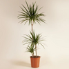 Dracaena Marginata (Dragon Tree)