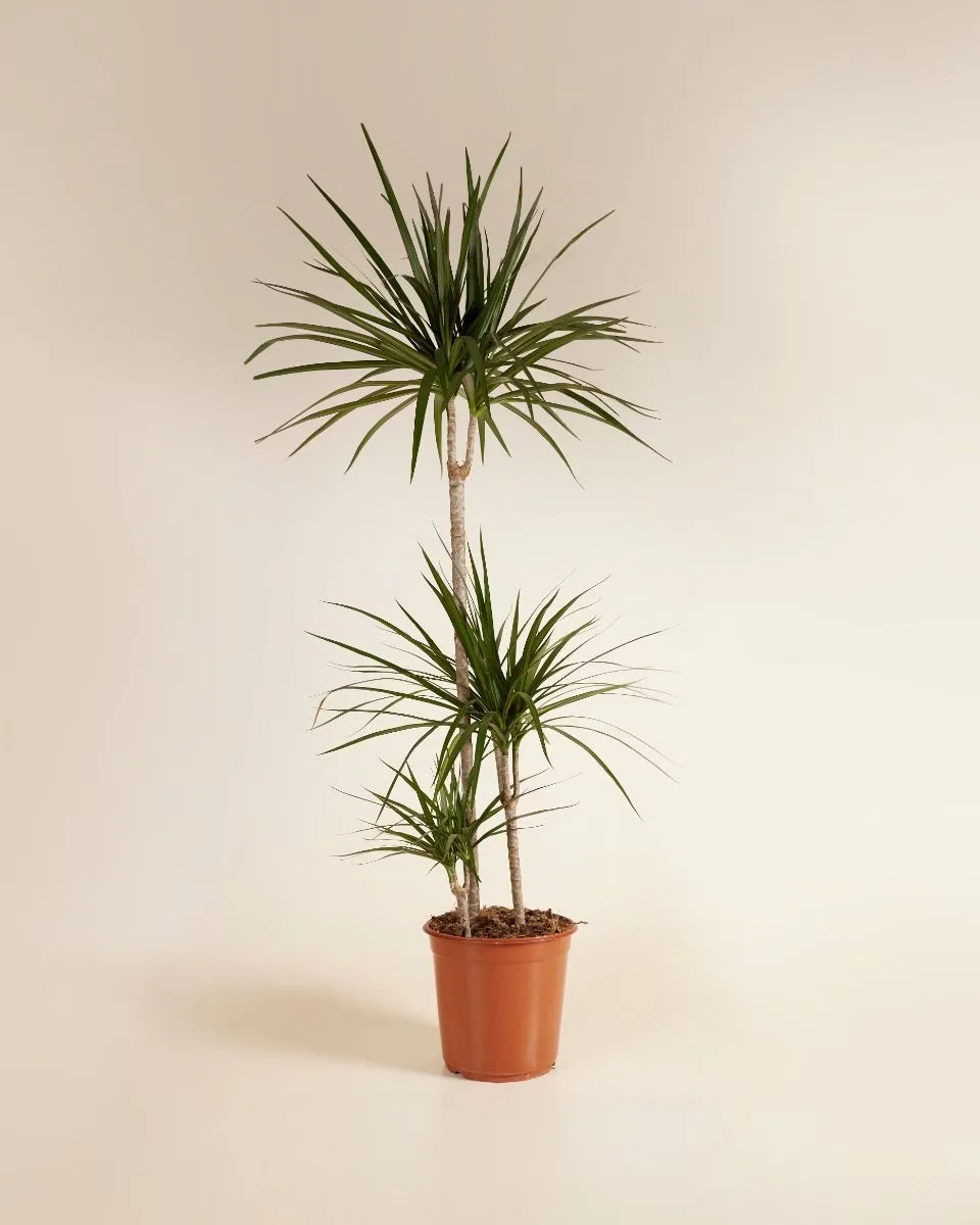 Dracaena Marginata (Dragon Tree)
