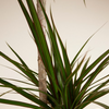 Dracaena Marginata (Dragon Tree)