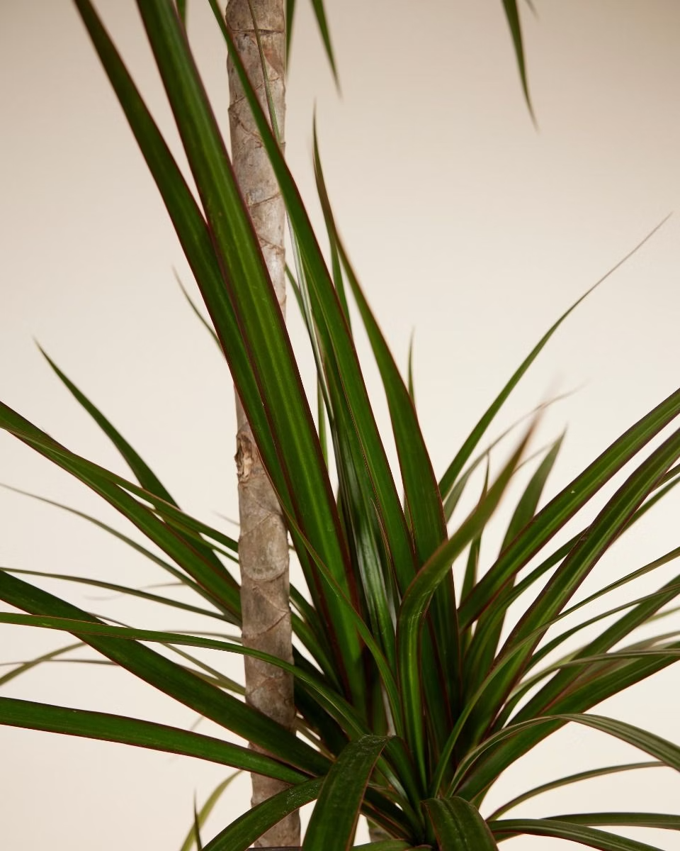 Dracaena Marginata (Dragon Tree)