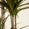 Dracaena Marginata (Dragon Tree)