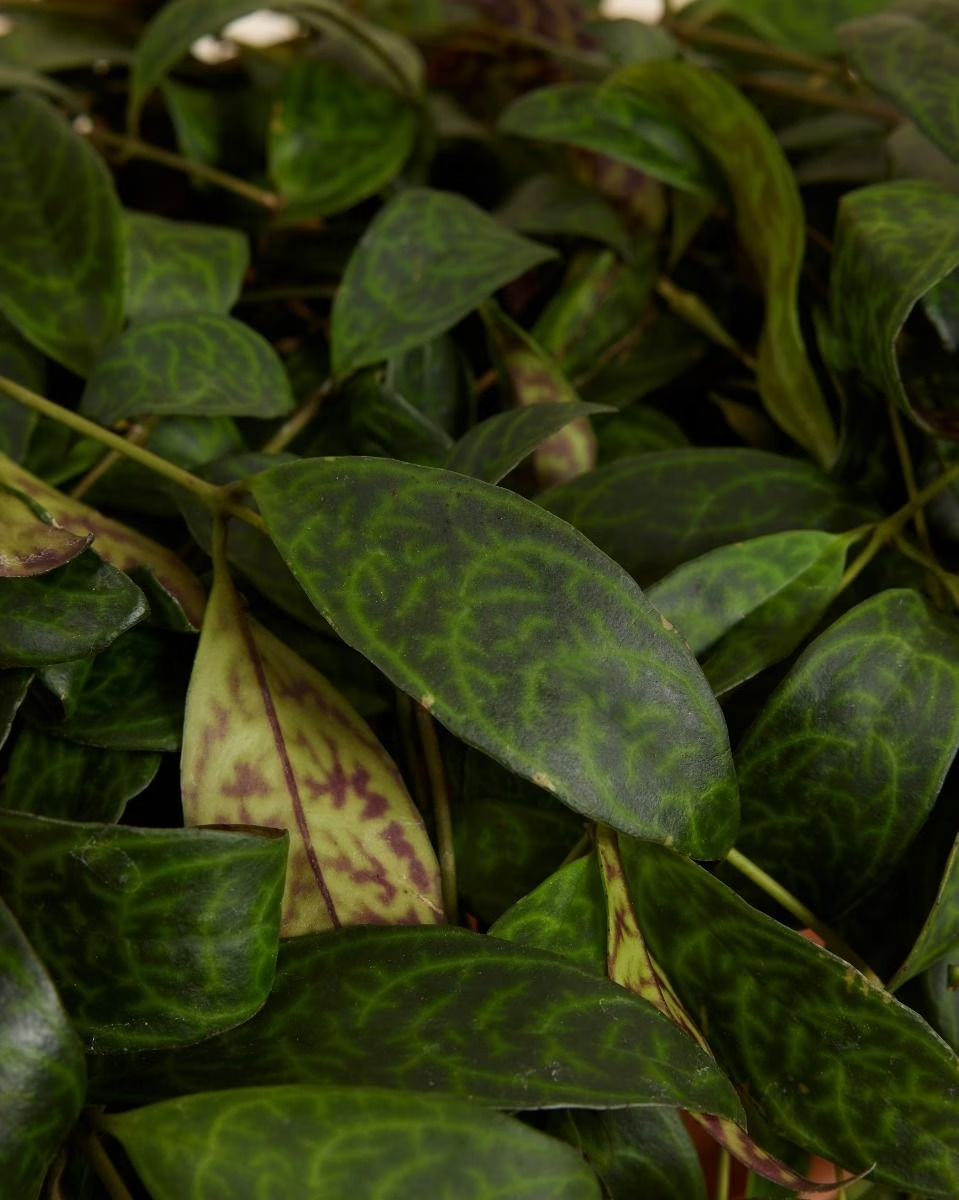 Aeschynanthus Marmoratus (Lipstick Plant)
