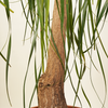 Mature Nolina Beaucarnea Recurvata (Ponytail Palm)