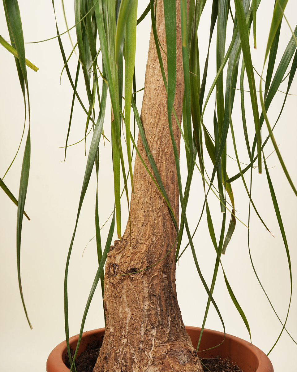 Mature Nolina Beaucarnea Recurvata (Ponytail Palm)