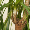 Mature Nolina Beaucarnea Recurvata (Ponytail Palm)