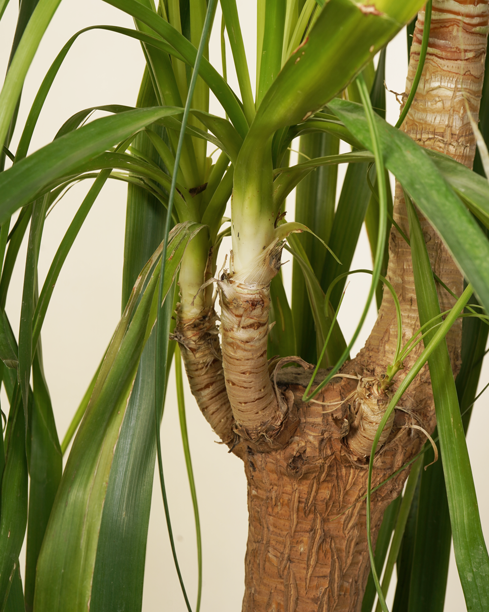 mature ponytail palm tree Mature Nolina Beaucarnea Recurvata (Ponytail Palm) – NABAT