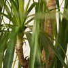 Mature Nolina Beaucarnea Recurvata (Ponytail Palm)