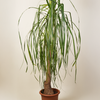 Mature Nolina Beaucarnea Recurvata (Ponytail Palm)