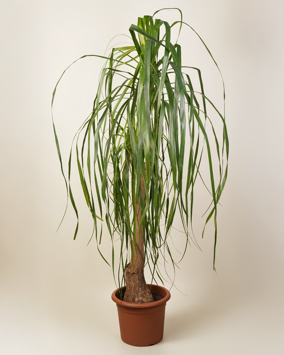 mature ponytail palm tree Mature Nolina Beaucarnea Recurvata (Ponytail Palm) – NABAT
