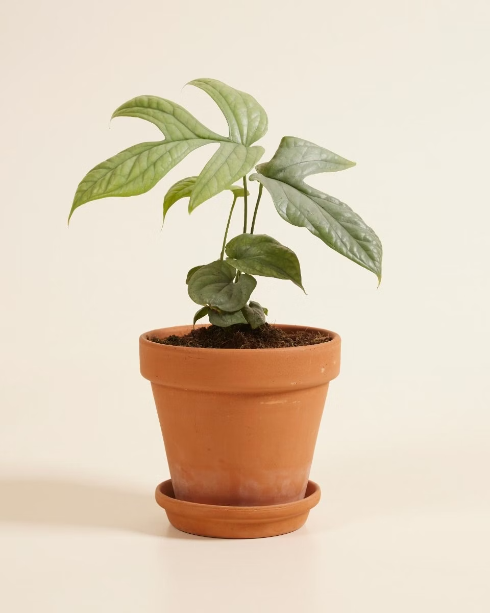 Monstera Amydrium Medium Silver مونستيرة