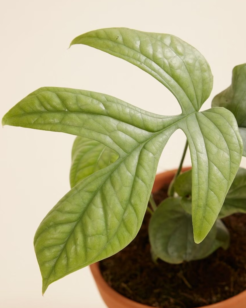 Amydrium Medium Silver مونستيرة