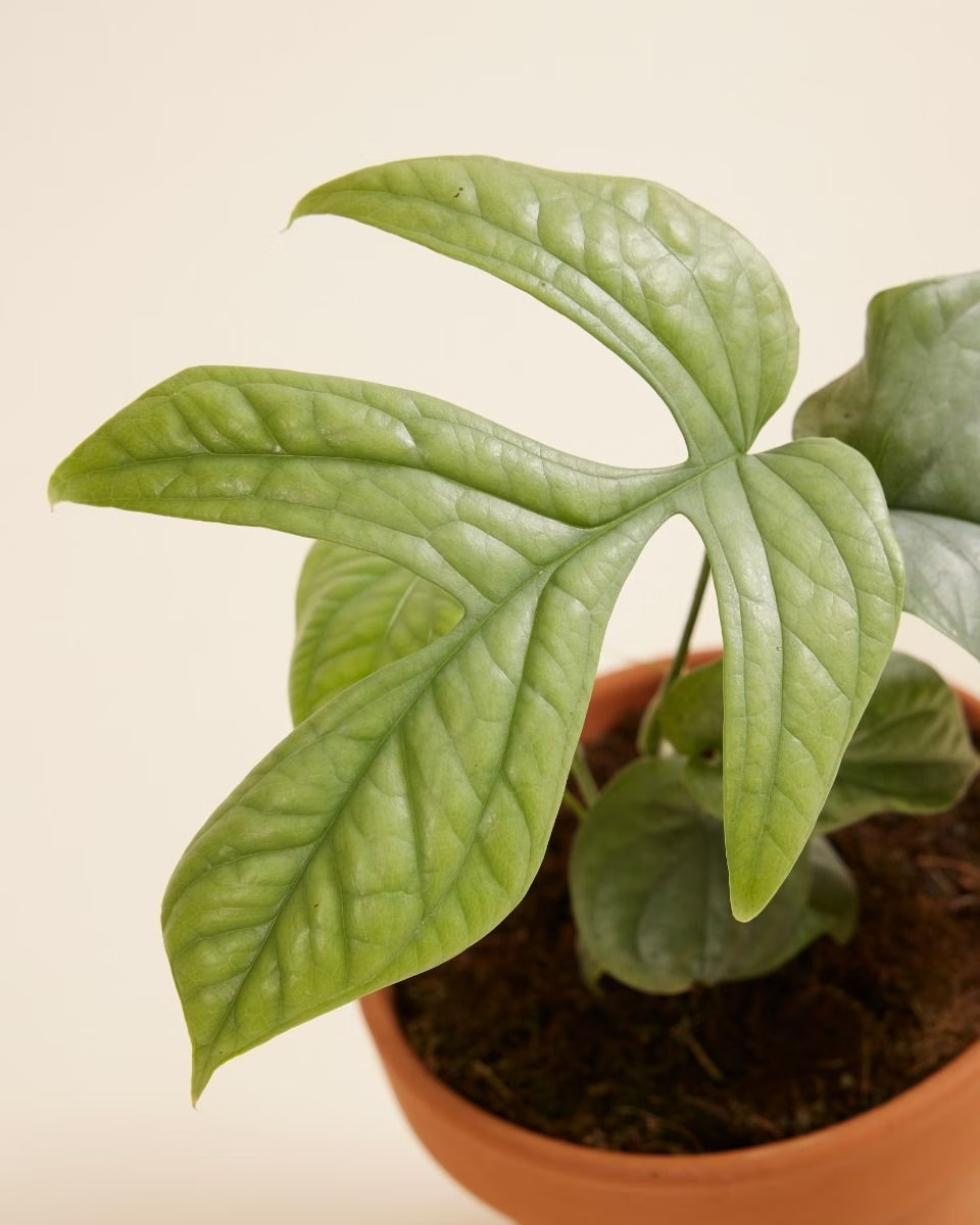 Monstera Amydrium Medium Silver مونستيرة