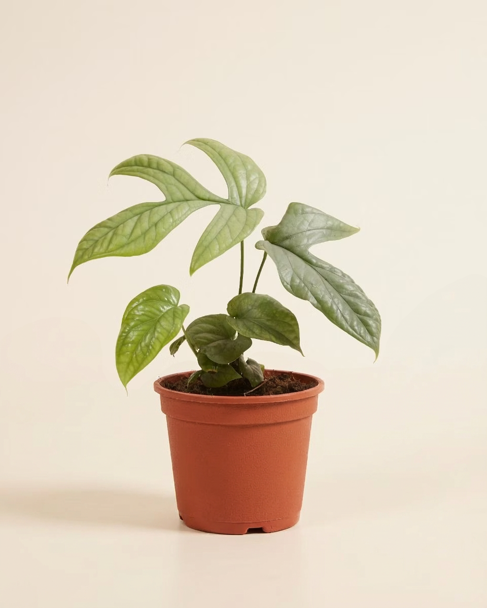 Amydrium Medium Silver مونستيرة