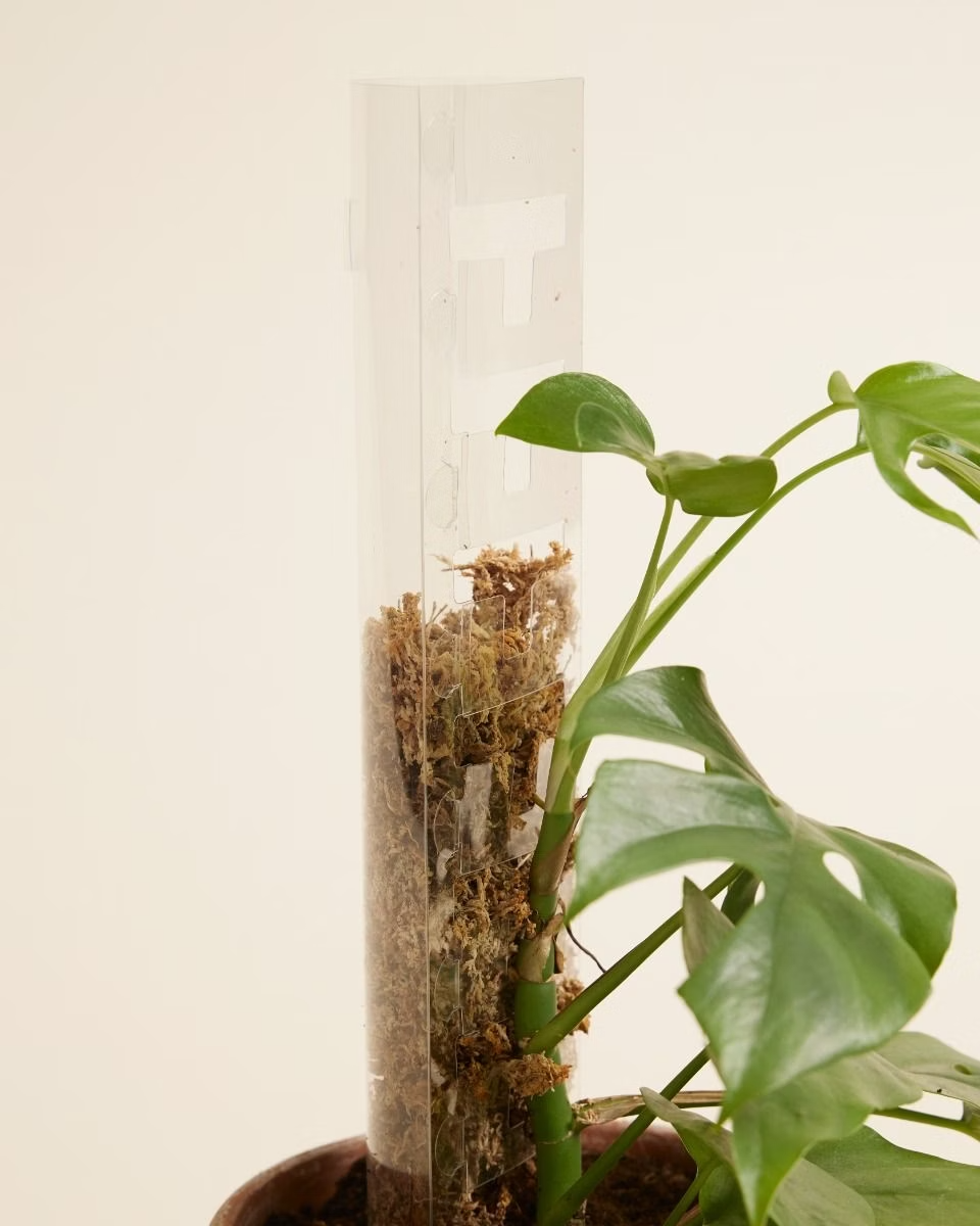 Medium Sphagnum Moss Pole Kit عمود موس للنباتات المتسلقة