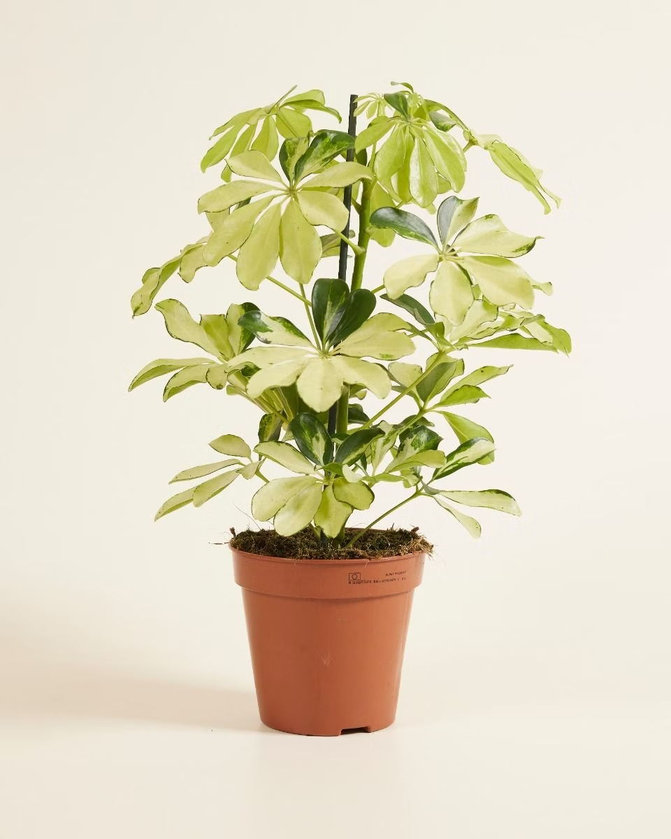 Schefflera Melanie (Umbrella tree) نبات داخلي شيفليرا