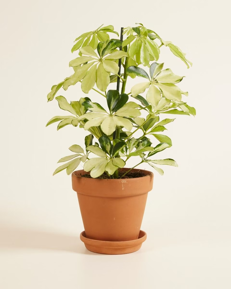 Schefflera Melanie (Umbrella tree) نبات داخلي شيفليرا