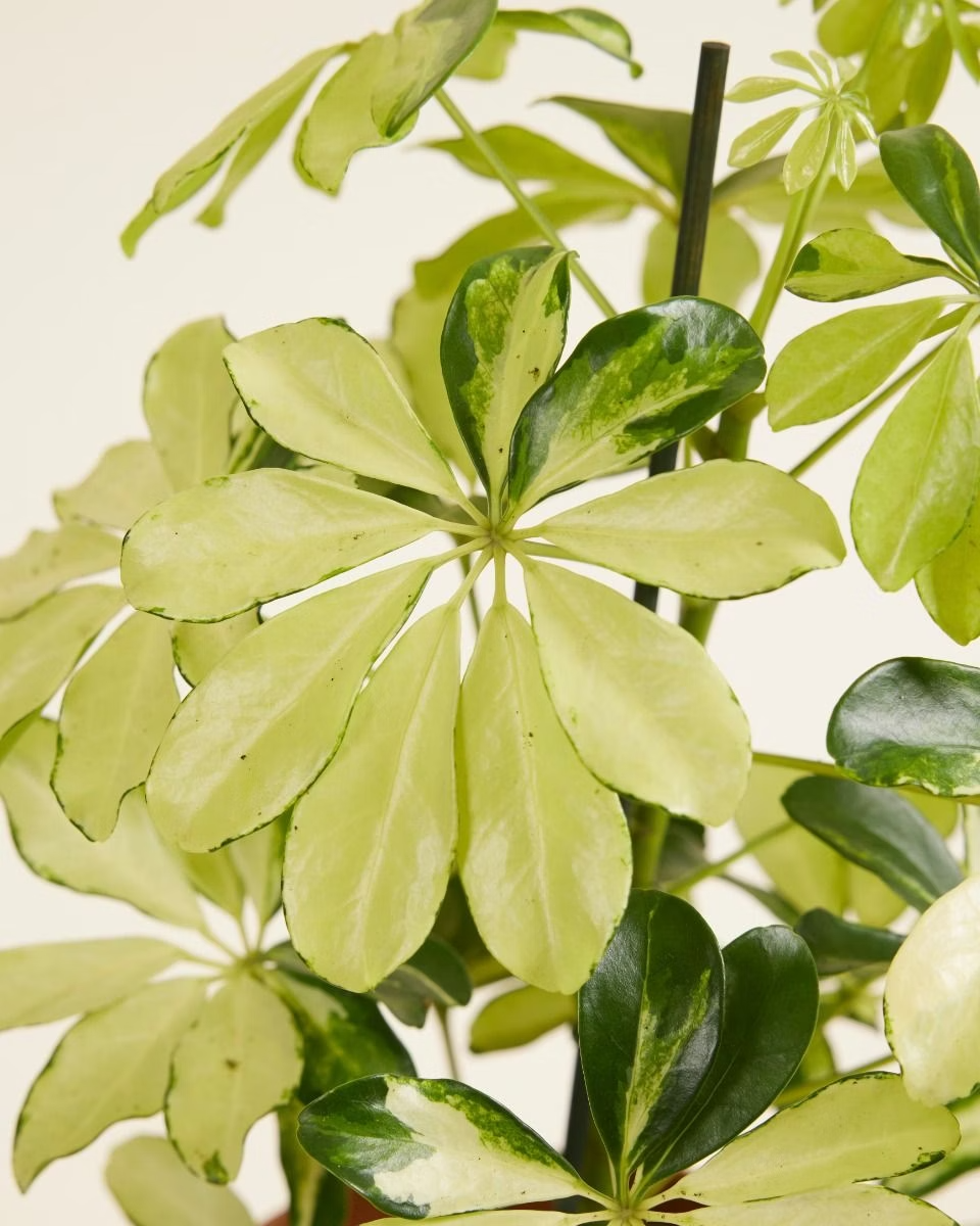 Schefflera Melanie (Umbrella tree) نبات داخلي شيفليرا