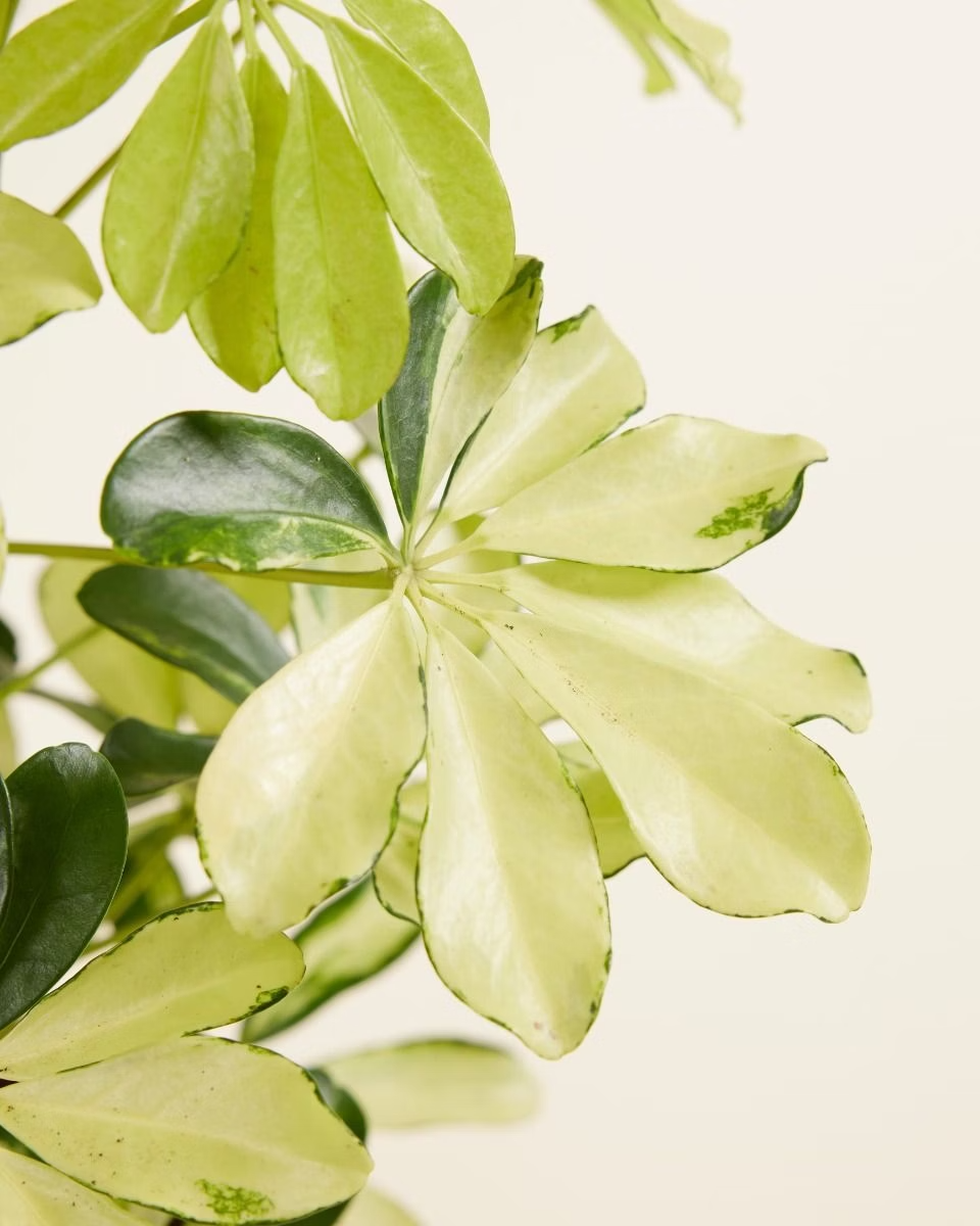 Schefflera Melanie (Umbrella tree) نبات داخلي شيفليرا