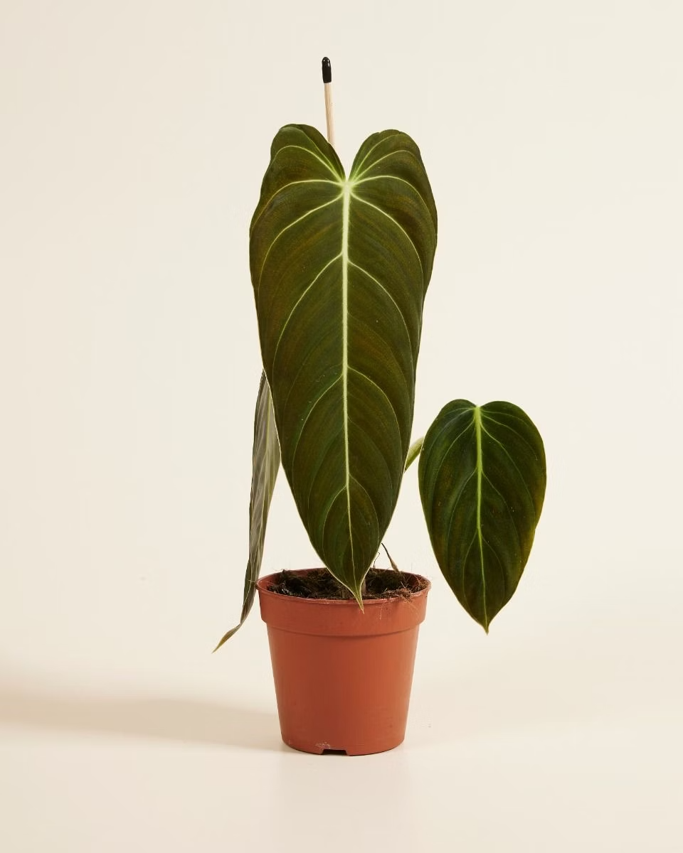 Philodendron Melanochrysum  ميلانوكريسم