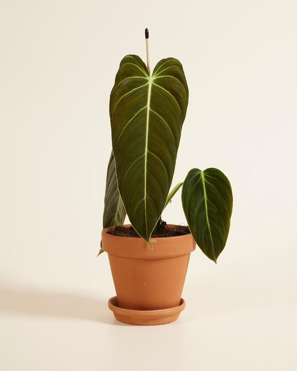 Philodendron Melanochrysum  ميلانوكريسم