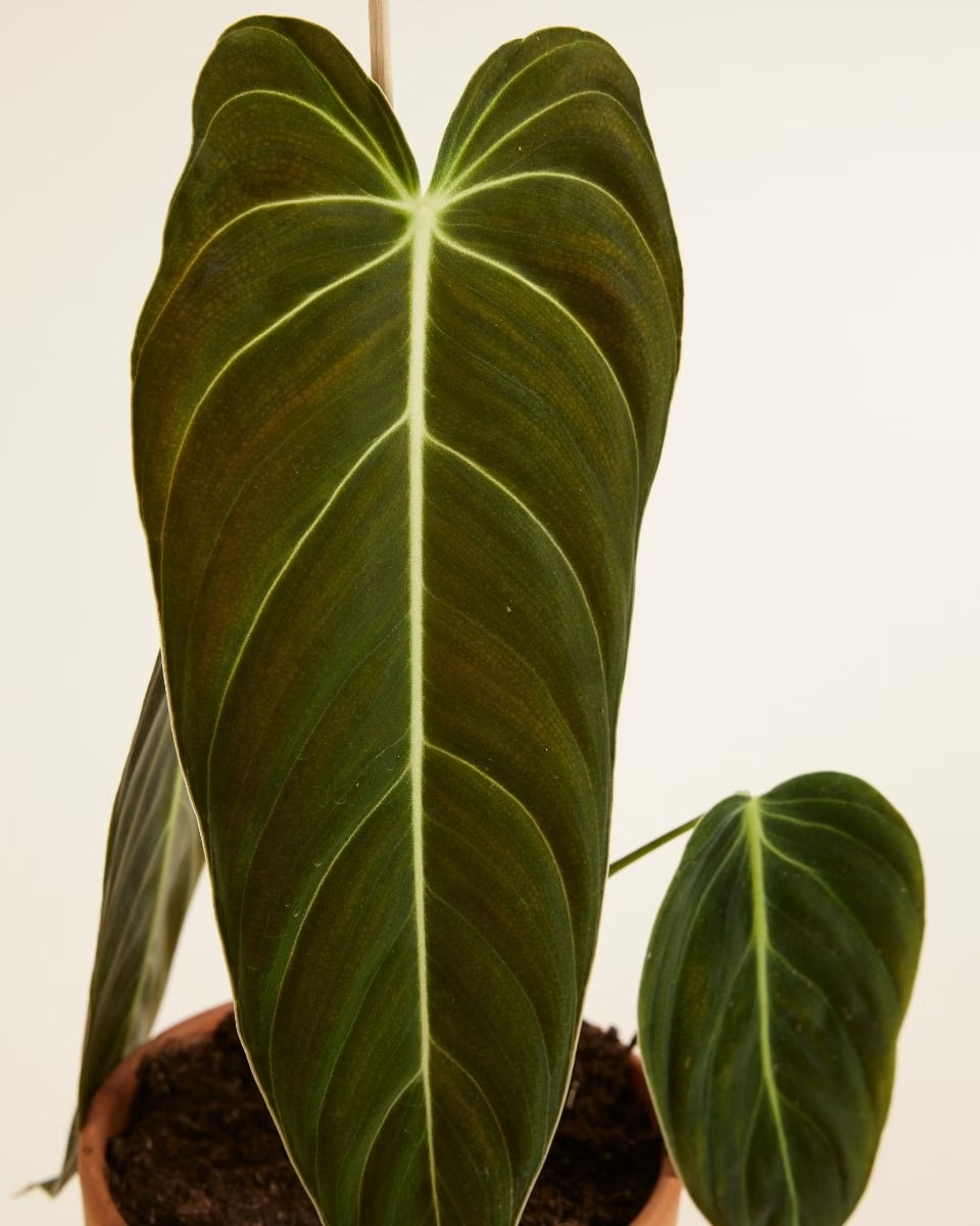 Philodendron Melanochrysum  ميلانوكريسم