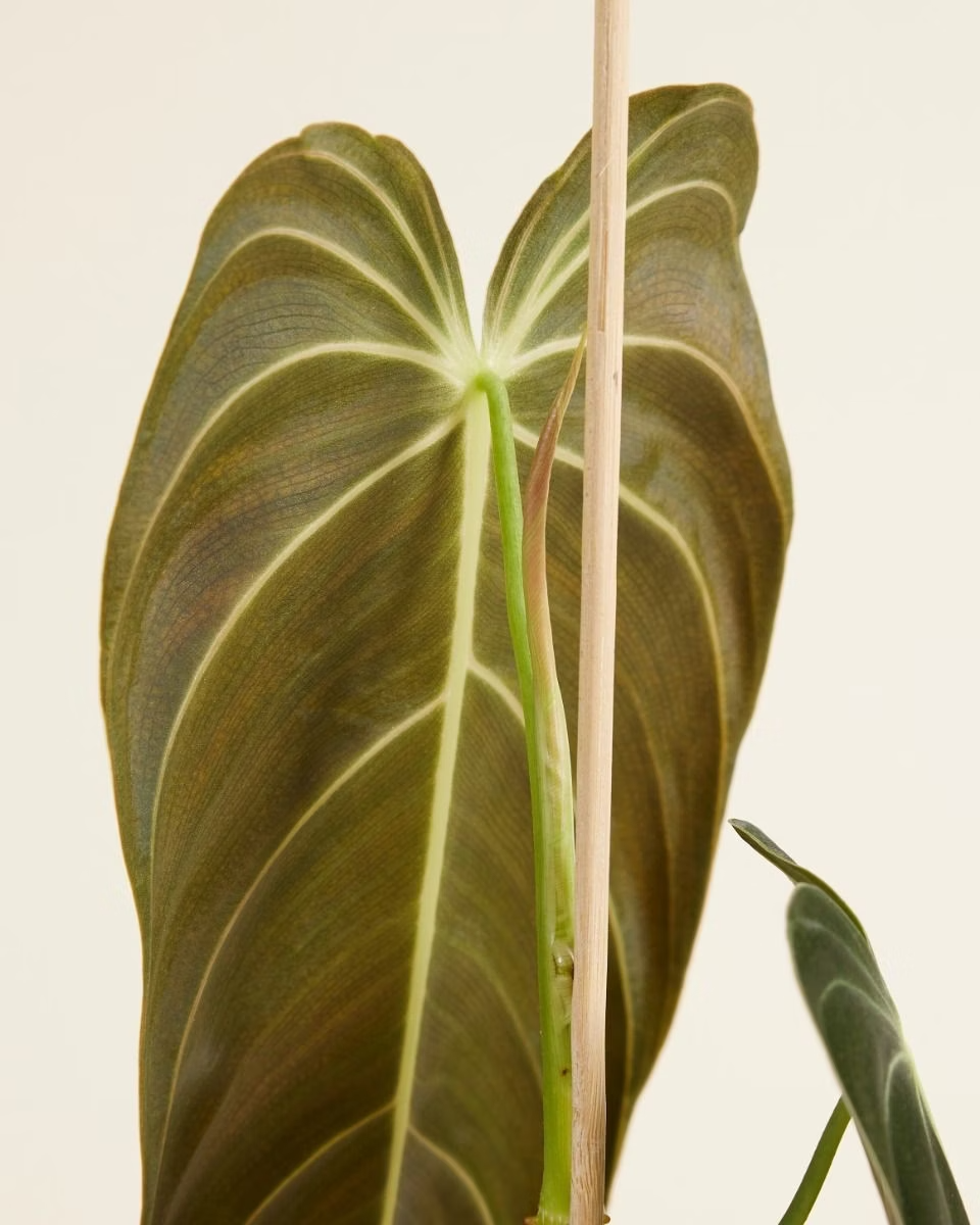 Philodendron Melanochrysum  ميلانوكريسم