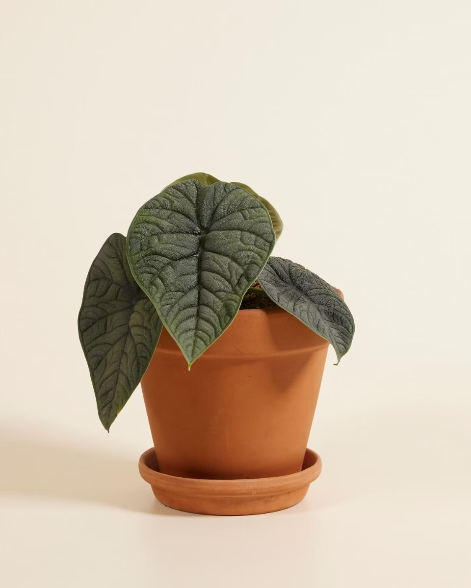 Alocasia Melo Plant نبات داخلي ألوكاسيا ميلو