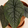 Alocasia Melo Plant نبات داخلي ألوكاسيا ميلو