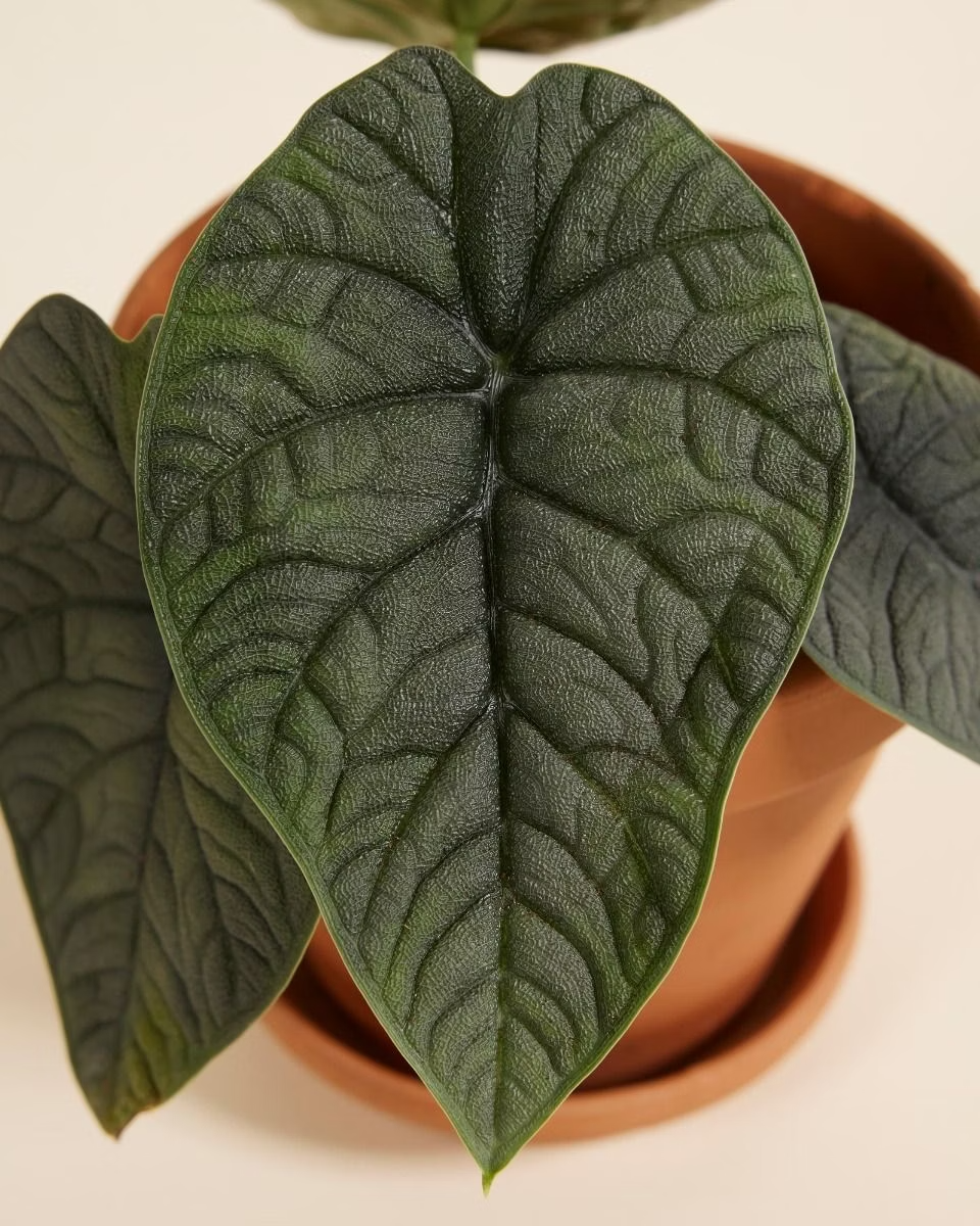 Alocasia Melo Plant نبات داخلي ألوكاسيا ميلو