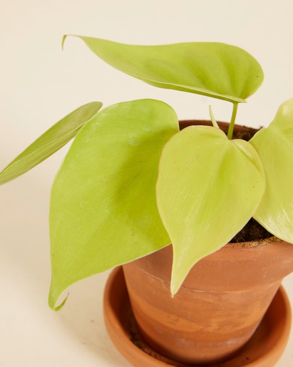 Baby Philodendron Micans Lime