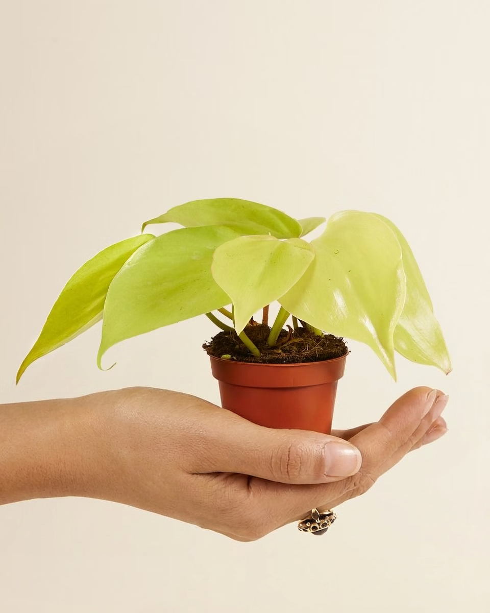 micans lime philodendron Baby Philodendron Micans Lime – NABAT