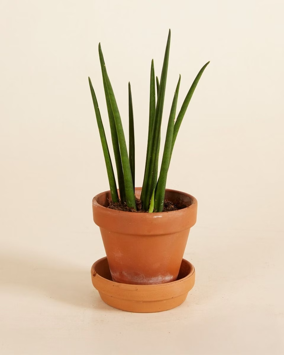 Sansevieria Mikado سانسيفيريا ميكادو