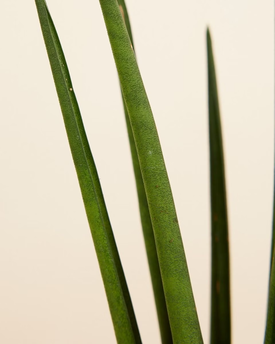 Sansevieria Mikado سانسيفيريا ميكادو