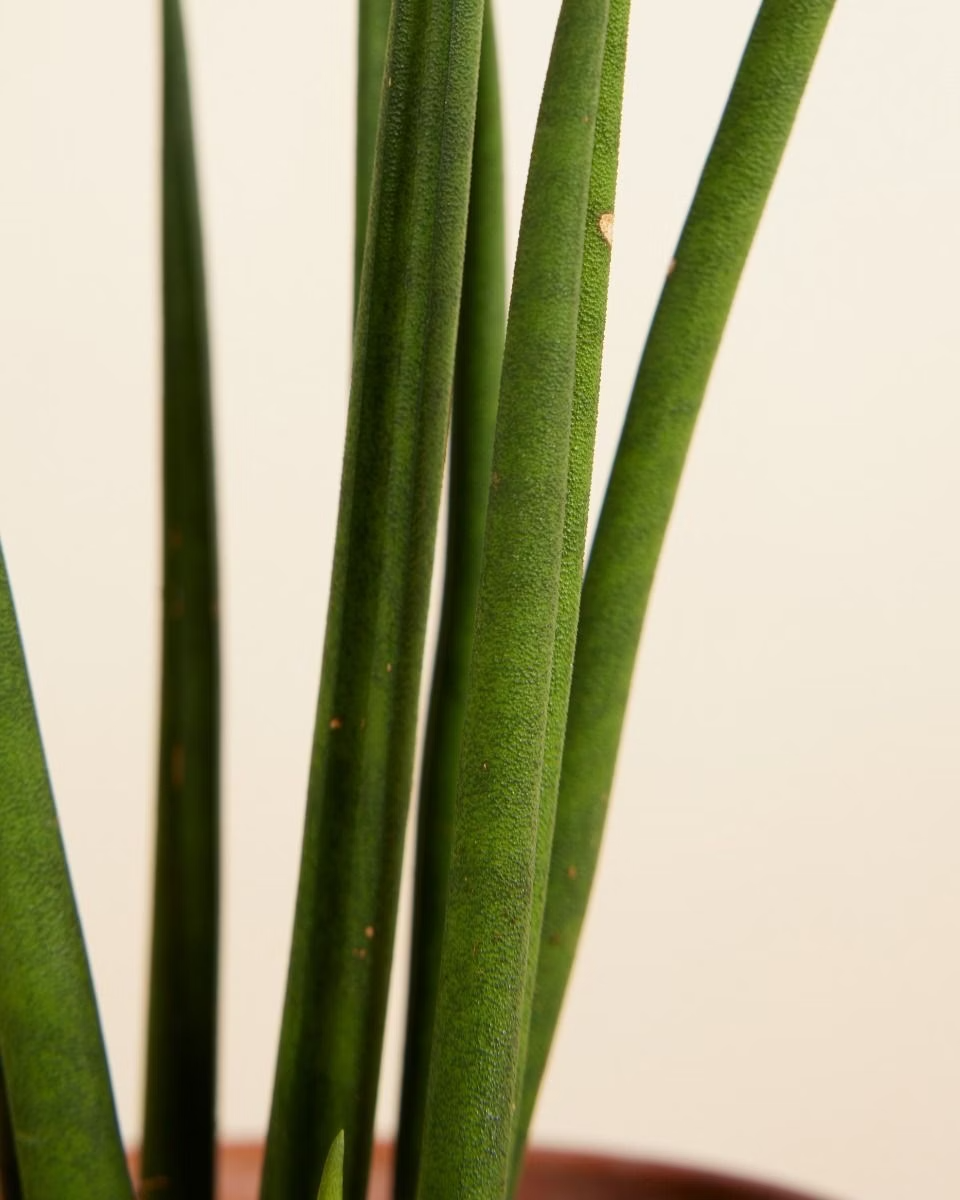 Sansevieria Mikado سانسيفيريا ميكادو