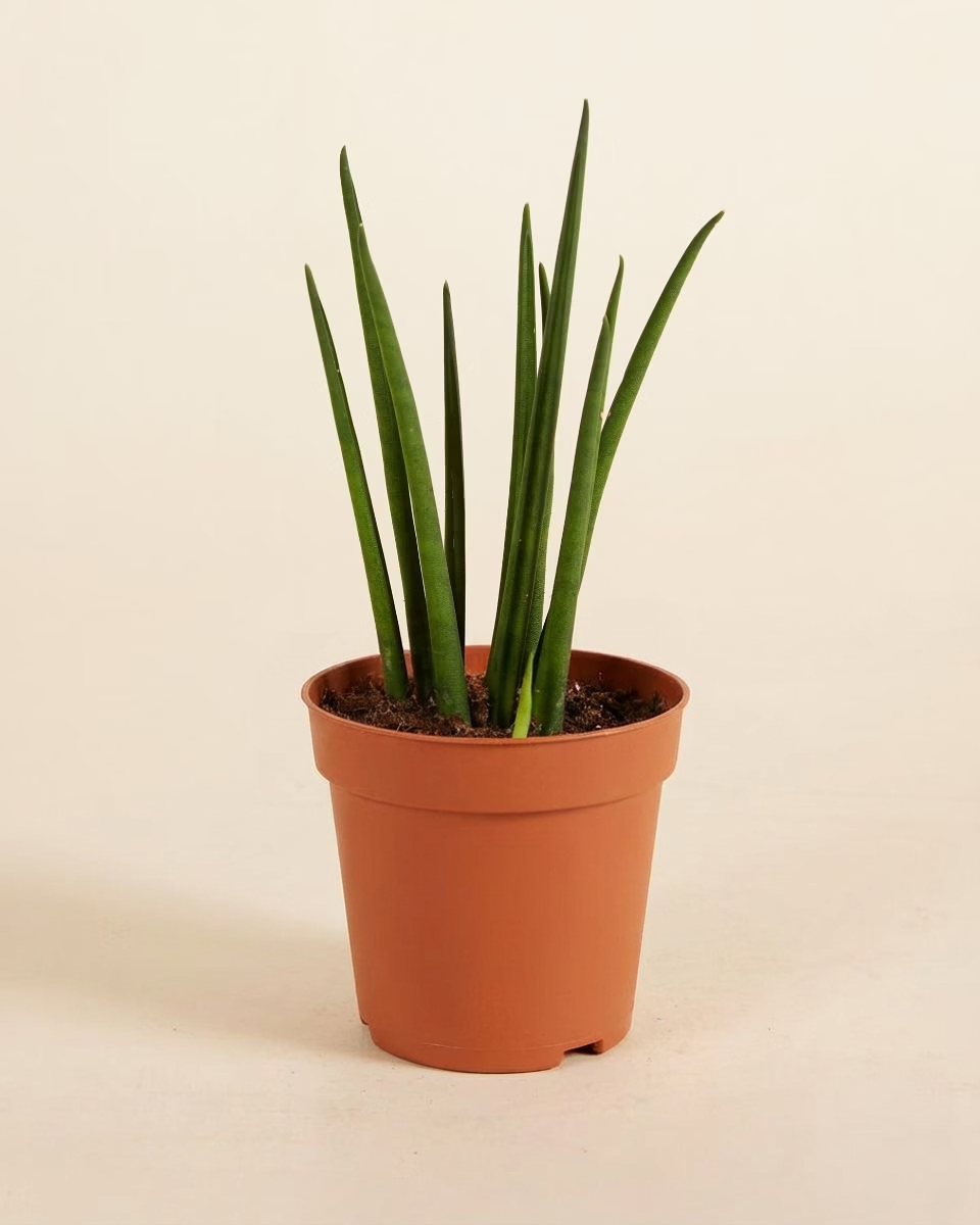 mikado snake plant Sansevieria Mikado – NABAT