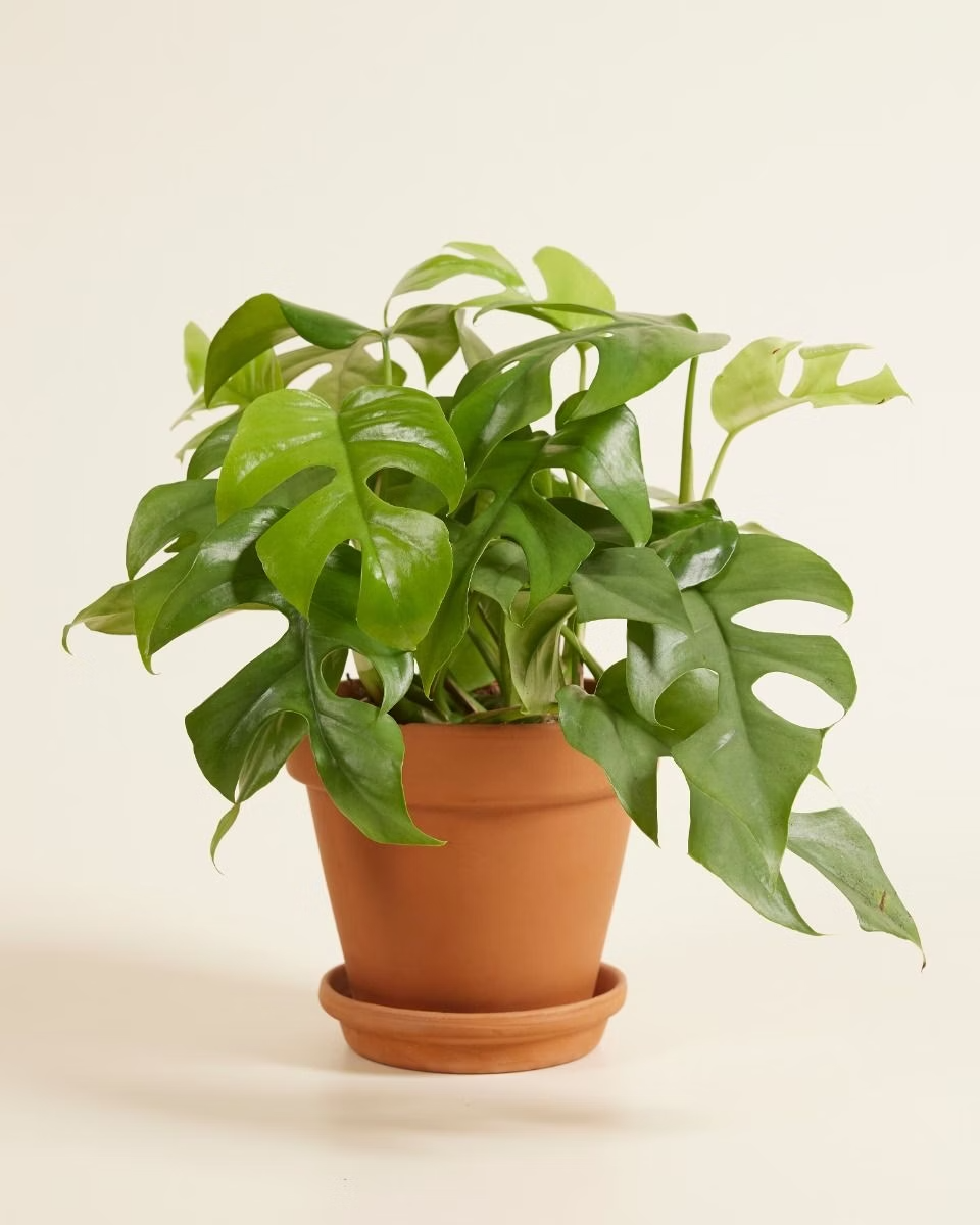 Rhaphidophora Tetrasperma تيتراسبيرما Houseplants